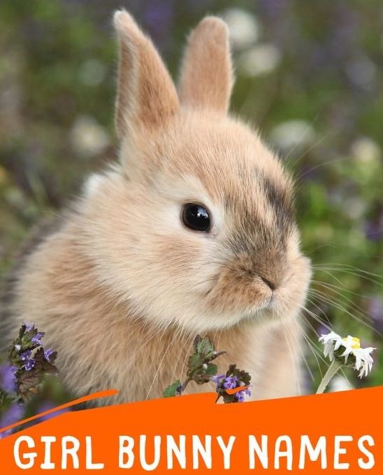 پیشنهاد اسم برای خرگوش دختر