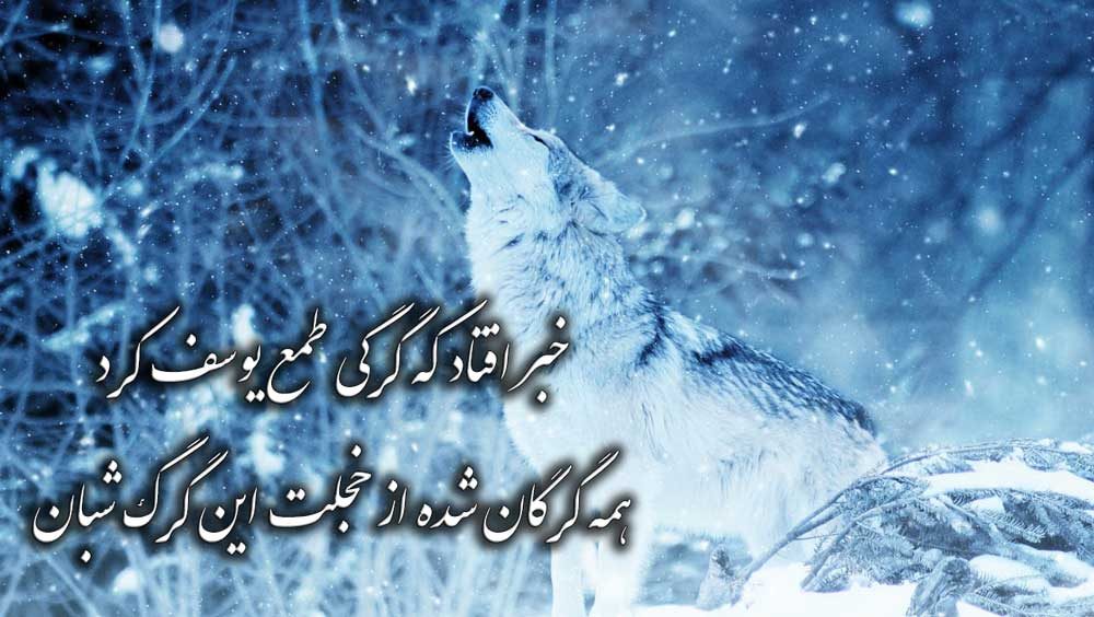 عکس گرگ با شعر برای پروفایل با کیفیت بالا