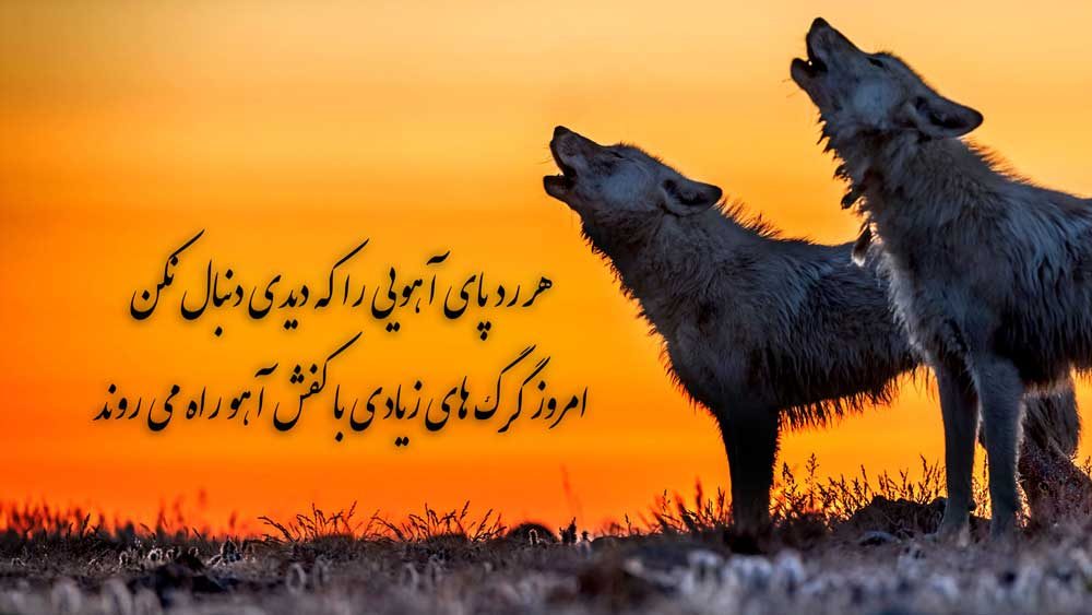 بهترین عکس گرگ با متن برای پرفایل