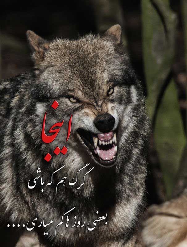 زیباترین عکس گرگ زخمی برای پروفایل