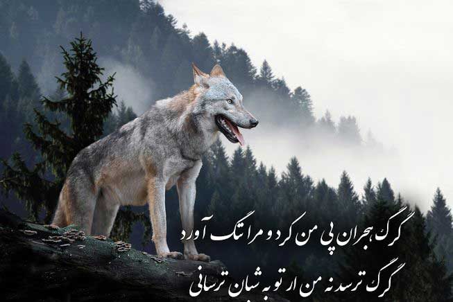عکس نوشته گرگ با متن زیبا برای پروفایل