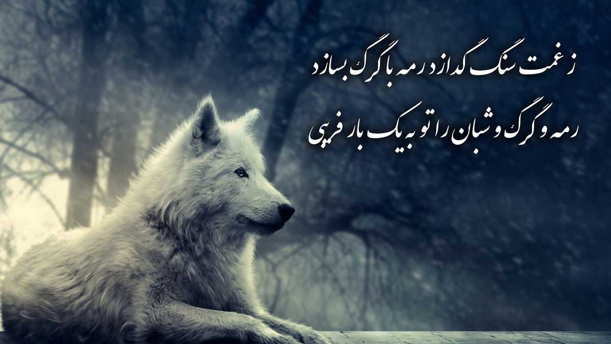 جدیدترین عکس نوشته گرگ با کیفیت hd