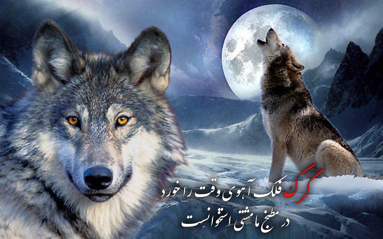 عکس گرگ با نوشته زیبا برای پروفایل