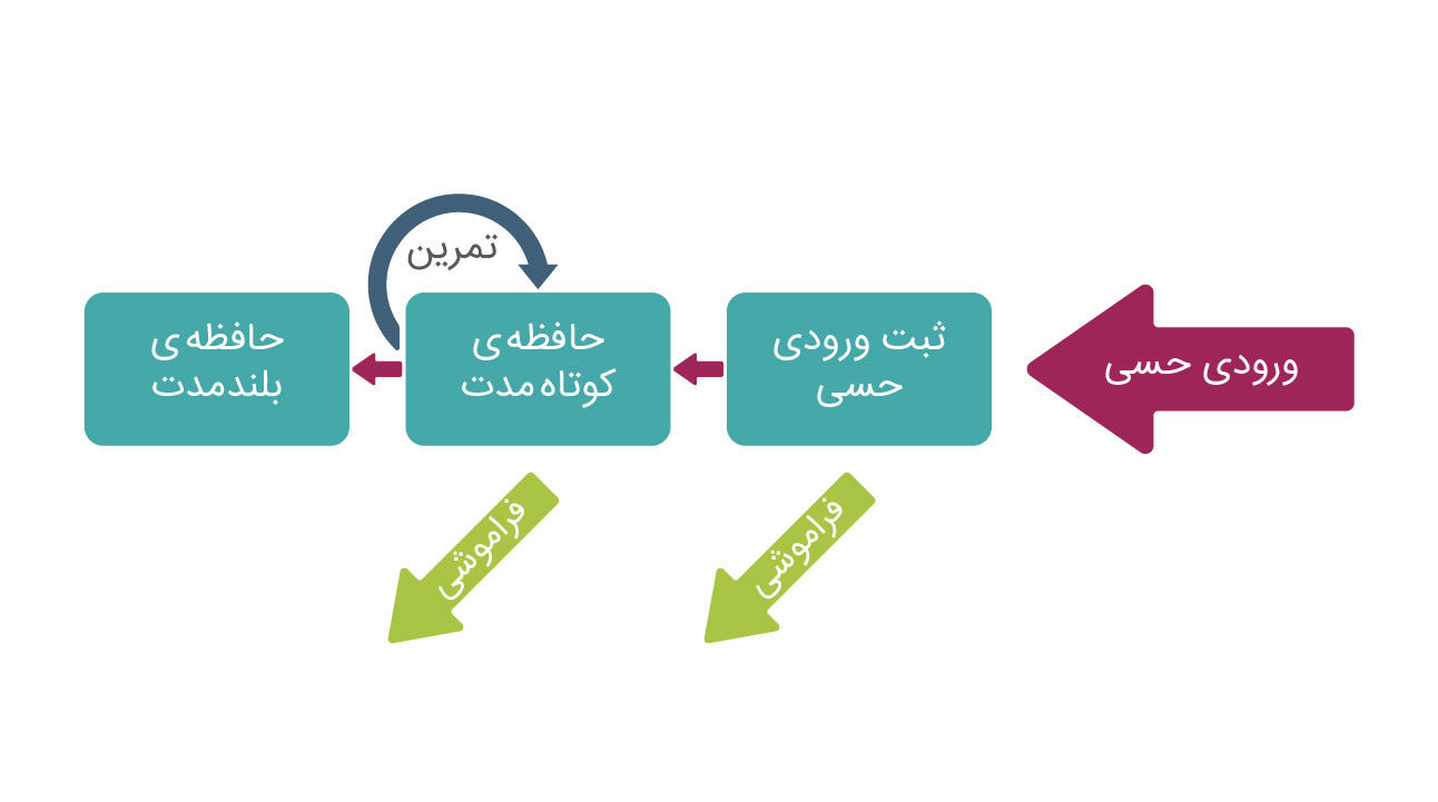 تقویت حافظه کوتاه مدت