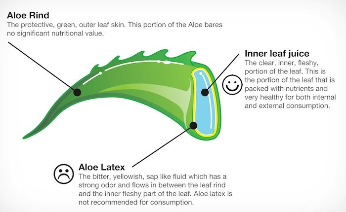 3 قسمت اصلی گیاه آلوئه