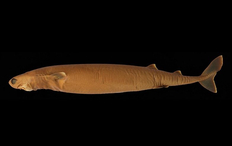 cookiecutter-shark