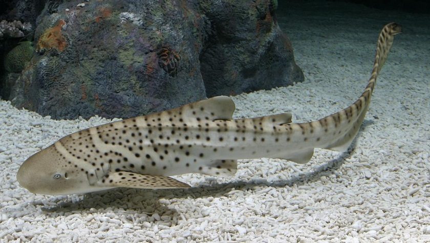 کوسه گورخری (Zebra Shark)