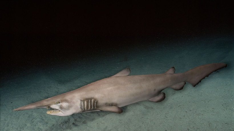 goblin-shark