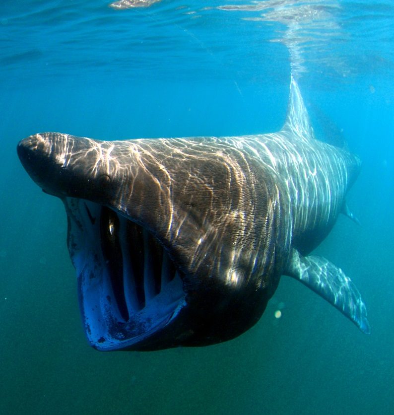 کوسه آسوده (Basking shark)