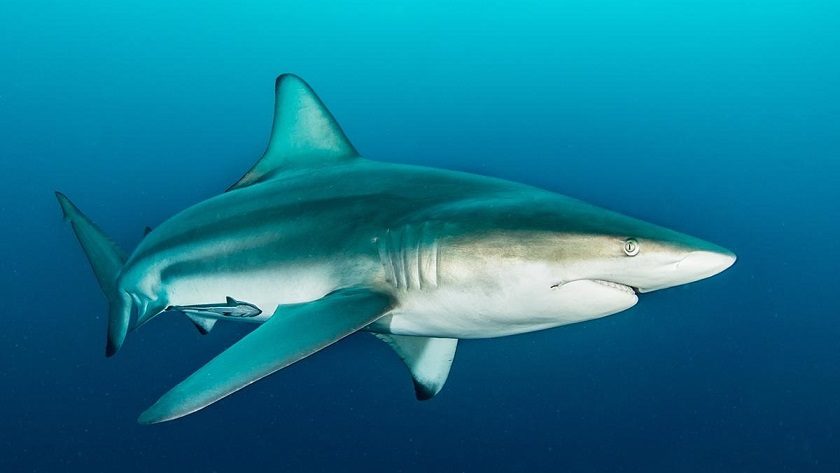 کوسه باله سیاه  (Blacktip Shark)