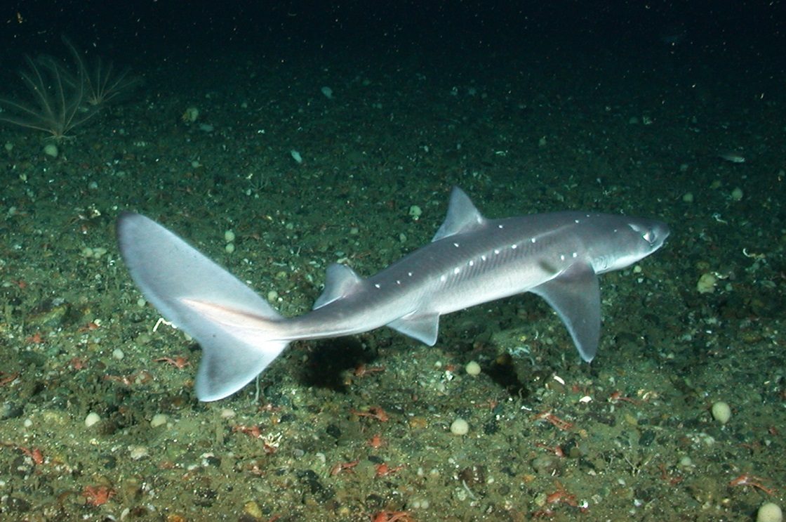 کوسه ‌ماهی خاردار ( Spiny Dogfish )