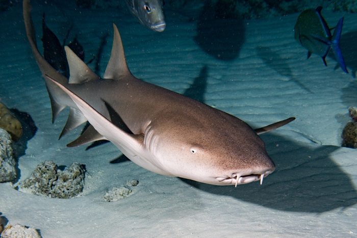 nurse-shark