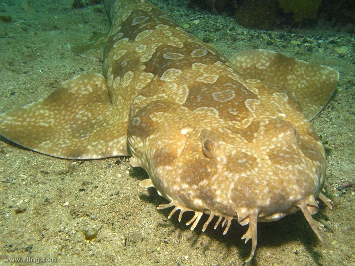 کوسه‌ ریشو (Wobbegong)