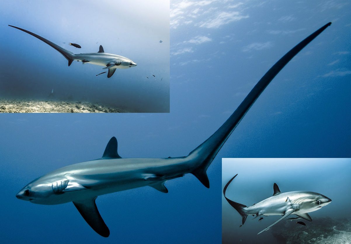 کوسه دم دراز (Thresher Shark)