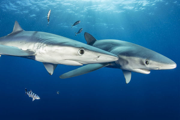 couple-blue-shark