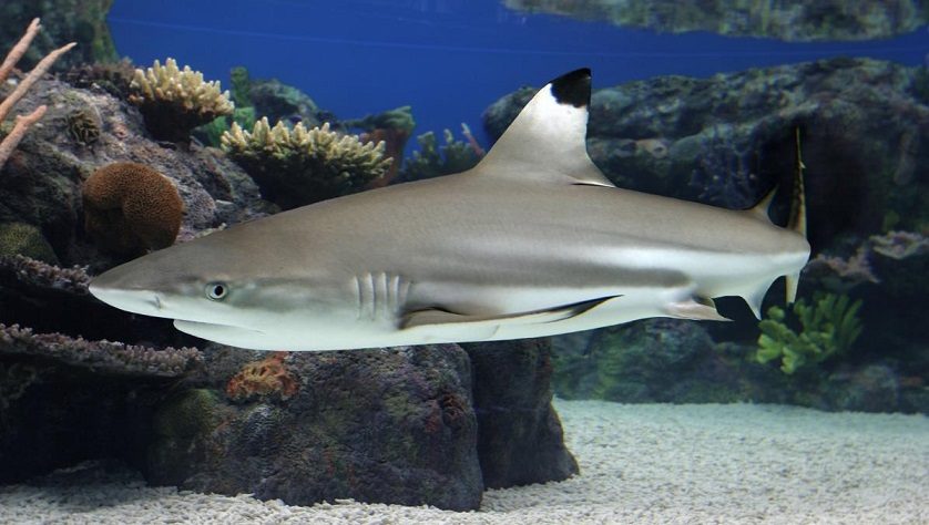 blacktip-reef-shark