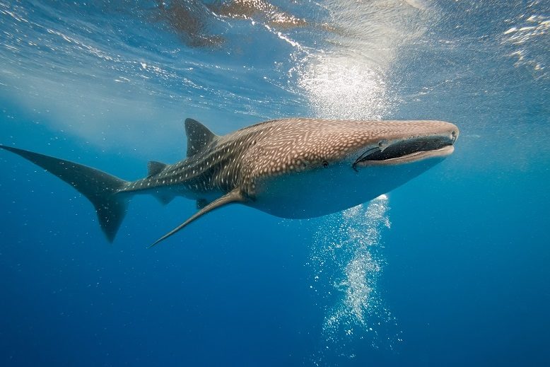 کوسه‌نهنگ (Whale Shark)