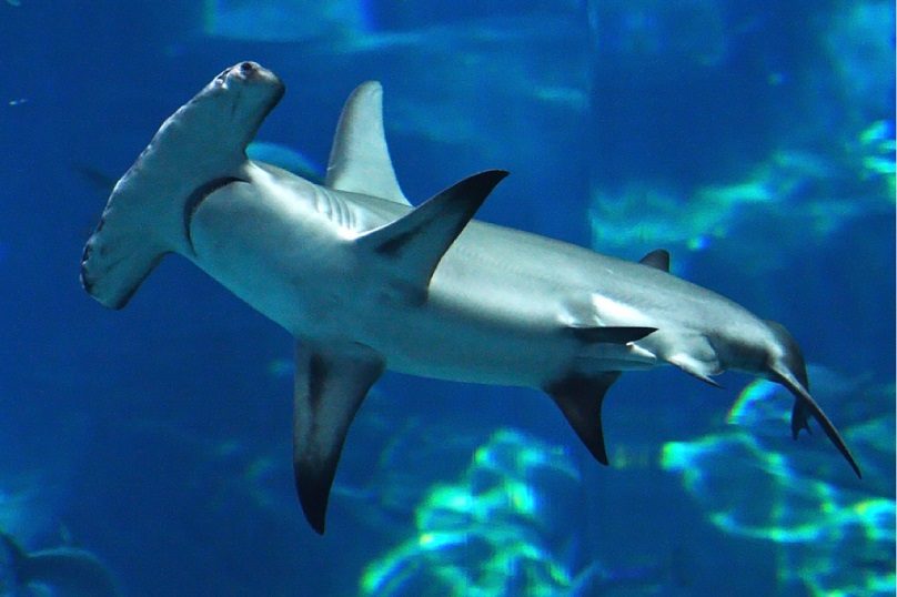 کوسه سرچکشی (Hammerhead shark)