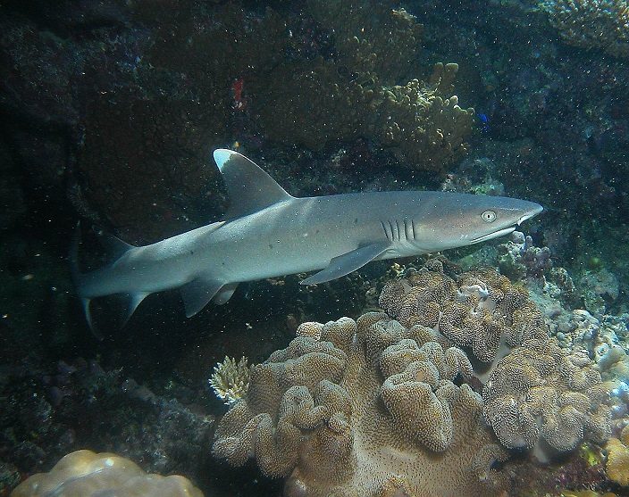 کوسه باله سفید کوچک مرجانی (White Tip Reef Shark)