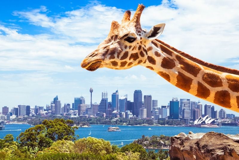 باغ وحش taronga Sydney در استرالیا