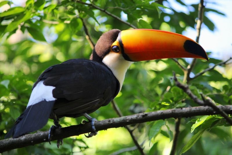 بهترین باغ وحش parquedas aves در برزیل