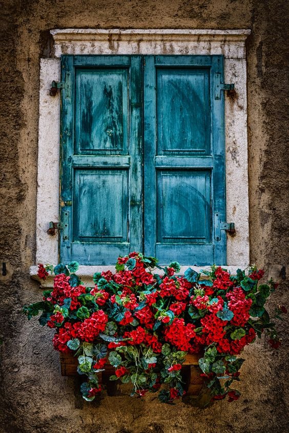 عکس گلدان لب پنجره برای پروفایل