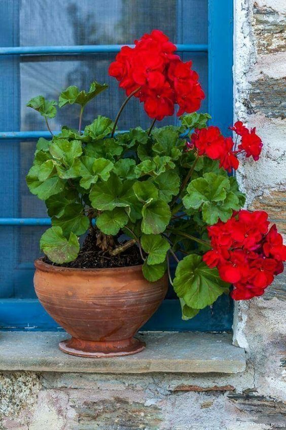 دانلود عکس های زیبا از گلدان لب پنجره برای پروفایل