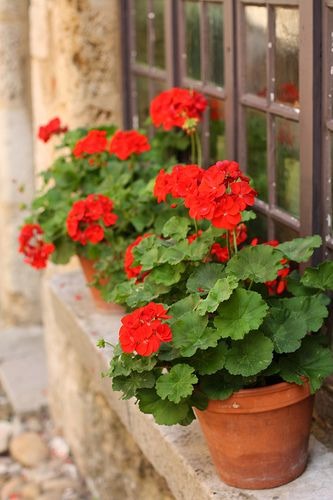 گلدان زیبا کنار پنجره